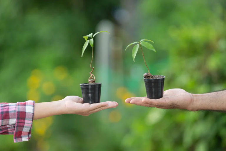 Growing a Greener Future: Why Every Tree Makes a Difference